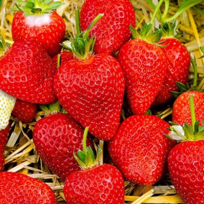 Клубника "Альба" Fragaria ananassa "Alba"