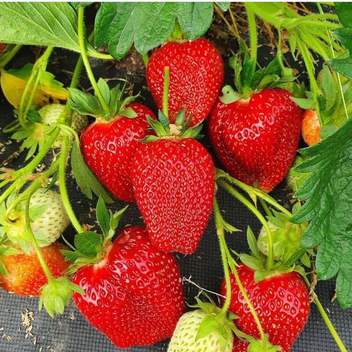 Клубника ремонтантная "Альбион" Fragaria ananassa "Albion"