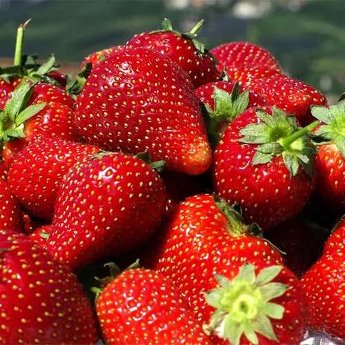 Клубника ремонтантная "Альтесс" Fragaria ananassa "Altess"