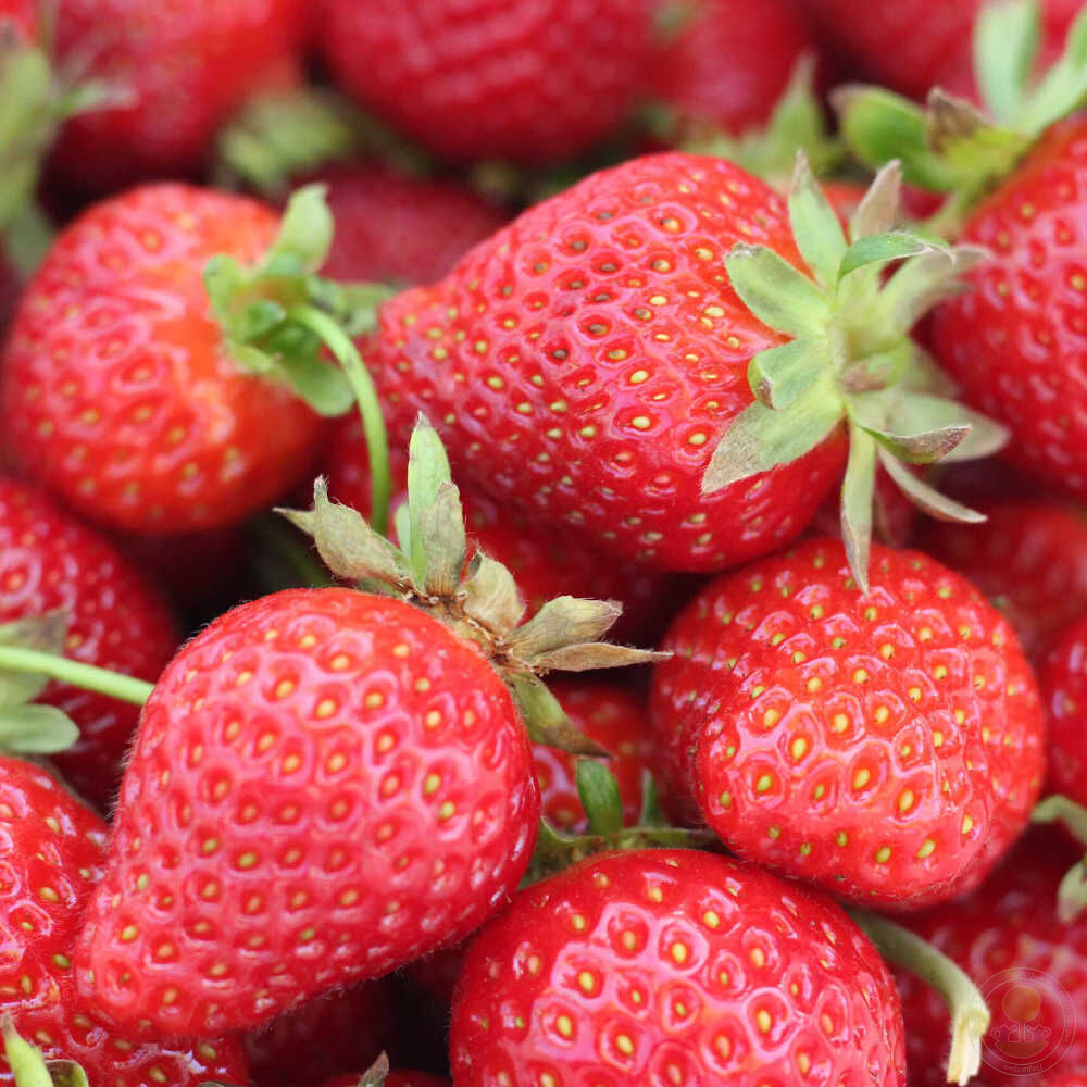 Клубника ремонтантная "Анаис" Fragaria ananassa "Anais"