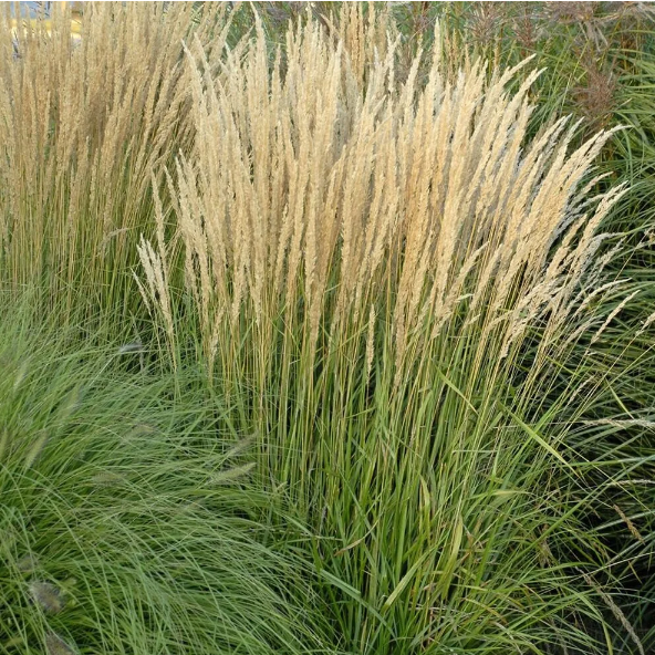 Вейник остроцветковый "Карл Фоерстер" Calamagrostis × acutiflora "Karl Foerster" Р9