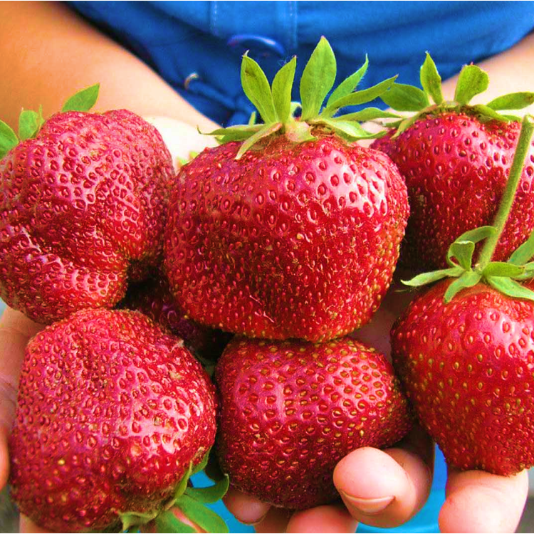 Клубника "Гигантелла" Fragaria ananassa "Gigantella Maxim"