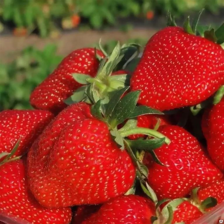 Клубника ремонтантная "Ирма" Fragaria ananassa "Irma"