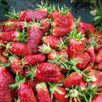 Клубника "Купчиха" Fragaria anacussa "Kupchiha"