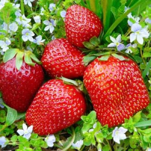 Клубника "Первоклассница" Fragaria ananassa "Pervoklassnica"