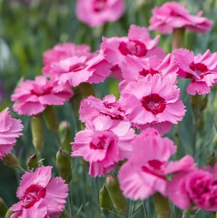Гвоздика перистая "Энджел оф Хоуп" Dianthus plumarius "Angel of Hope"