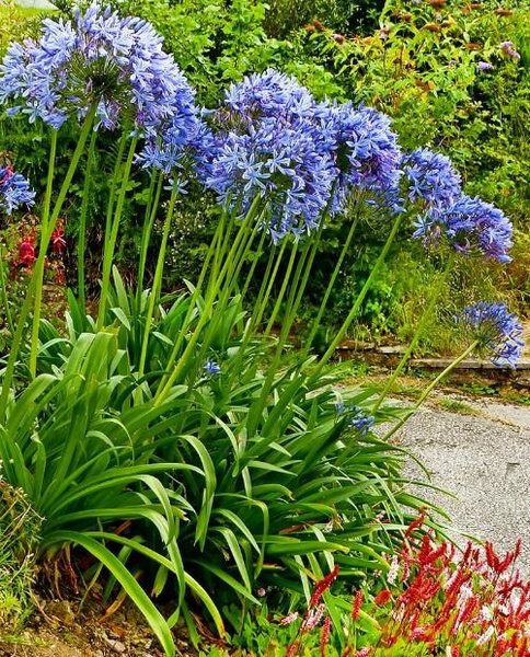 Агапантус африканский Agapanthus africanus С2/3