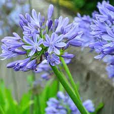 Агапантус «Д-р Брауэр» Agapanthus "Dr Brouwer" С2/3