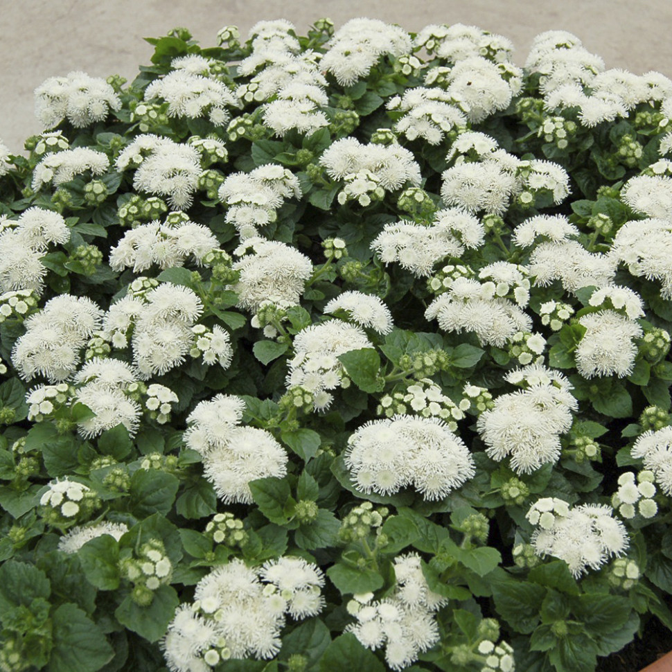 Агератум "Алоха Вайт" Ageratum houstonianum "Aloha White"