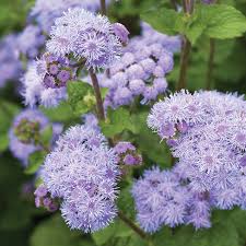 Агератум "Блю Планет" Ageratum houstonianum "Blue Planet"