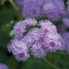 Агератум "Горизонт Блю" Ageratum houstonianum "Blue Horizon"