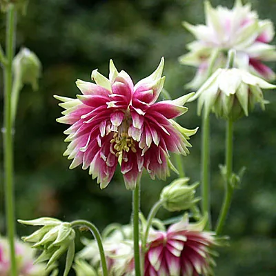 Аквилегия обыкновенная "Нора Барлоу" Aquilegia vulgaris "Nora Barlow"