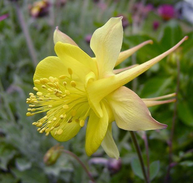 Аквилегия "Желтый Гигант" Aquilegia chrysantha "Yellow Giant" Р9