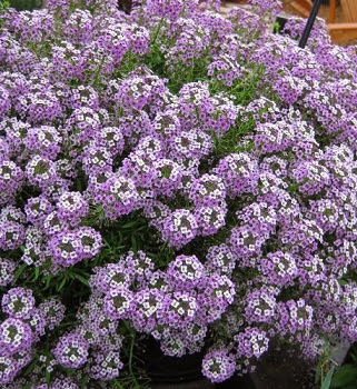 Алиссум приморский "Клиа Кристалл Лавендер Шейдс" Alyssum "Clear Crystal Lavender"