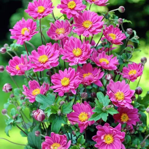 Анемона гибридная "Роткапхен" Anemone hybrida "Rotkäppchen" С2/3