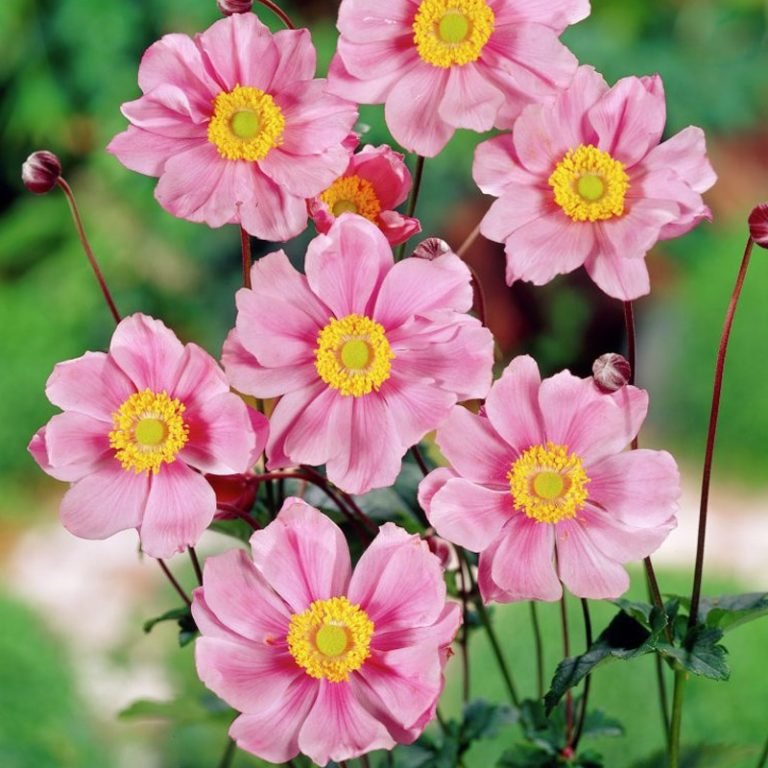 Анемона гибридная "Серенада" Anemone hybrida "Serenade" С2/3