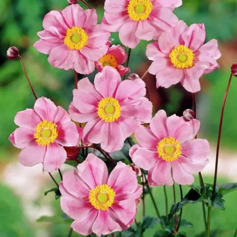 Анемона гибридная "Серенада" Anemone hybrida "Serenade" С2/3