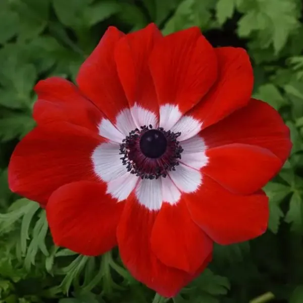 Анемона корончатая "Мона Лиза Скарлет Ай" Anemone coronaria "Mona Lisa Scarlet Eye"