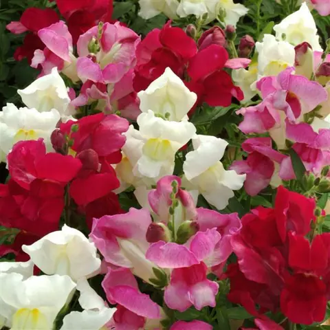 Антирринум (Львинный Зев) "Снэпшот Микс" Antirrhinum majus "Snapshot Mix"