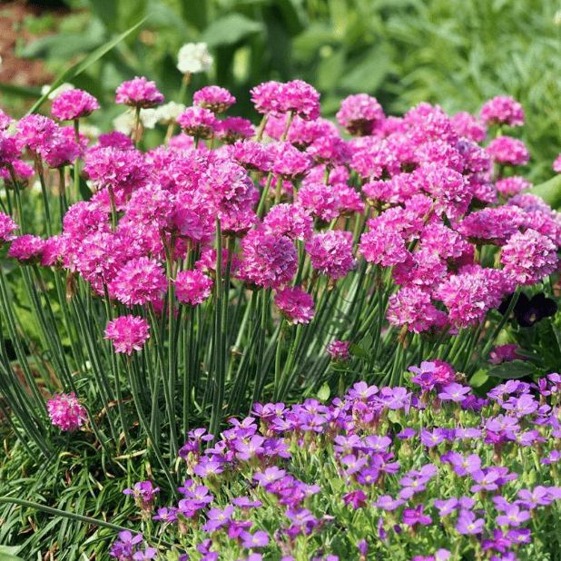 Армерия приморская "Спленденс" Armeria maritima "Splendens" С 2/3