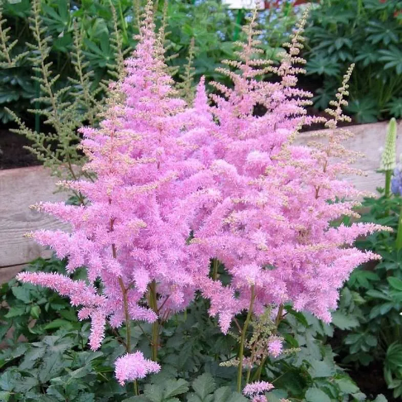 Астильба Арендса "Айс Крим" Astilbe Аrendsii "Ice Cream"