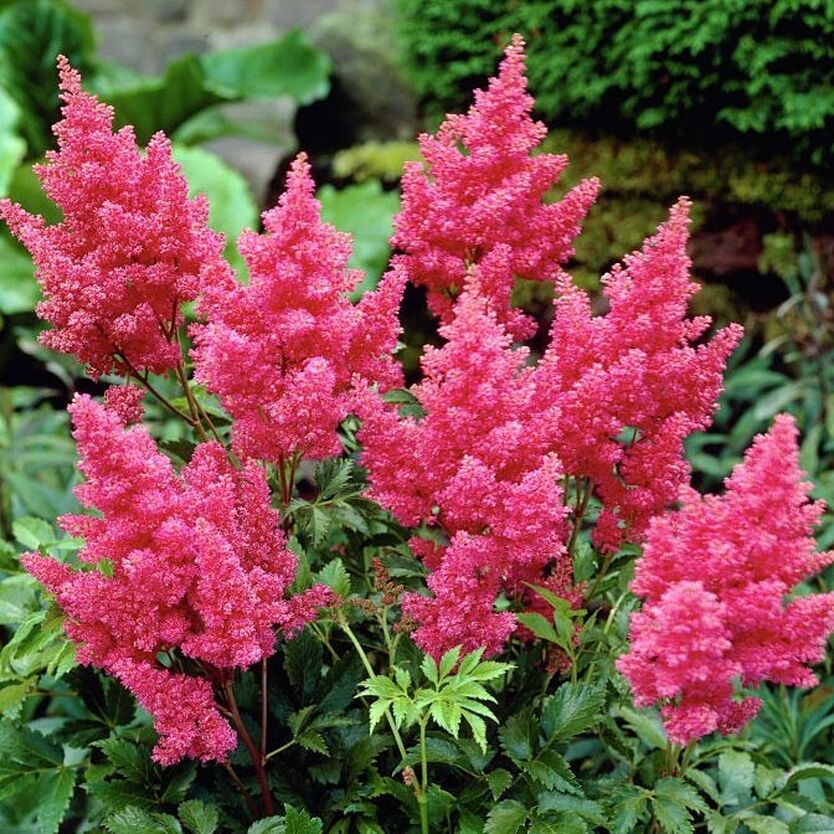 Астильба Арендса "Биг Бэнд" Astilbe Аrendsii "Big Band" С2/3