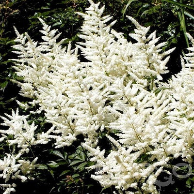 Астильба Арендса "Браутшлейер" Astilbe arendsii "Brautschleier" С2/3