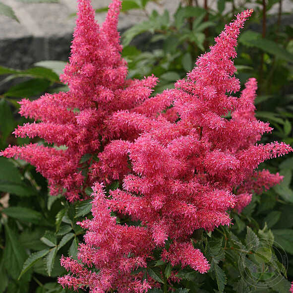 Астильба Арендса "Драм энд Басс" Astilbe Аrendsii "Drum and Bass" С2/3