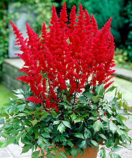 Астильба Арендса "Фанал" Astilbe Аrendsii "Fanal" С2/3