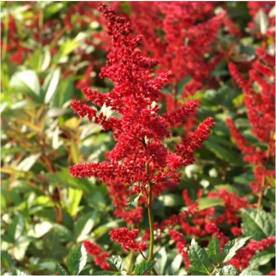 Астильба Арендса "Глут" Astilbe arendsii "Glut" С2/3
