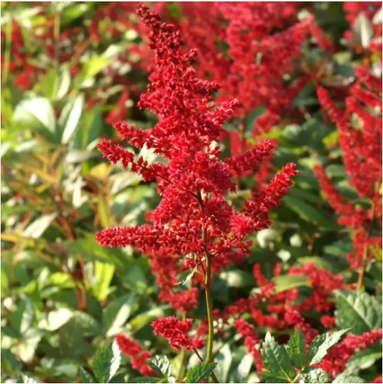 Астильба Арендса "Глут" Astilbe arendsii "Glut"