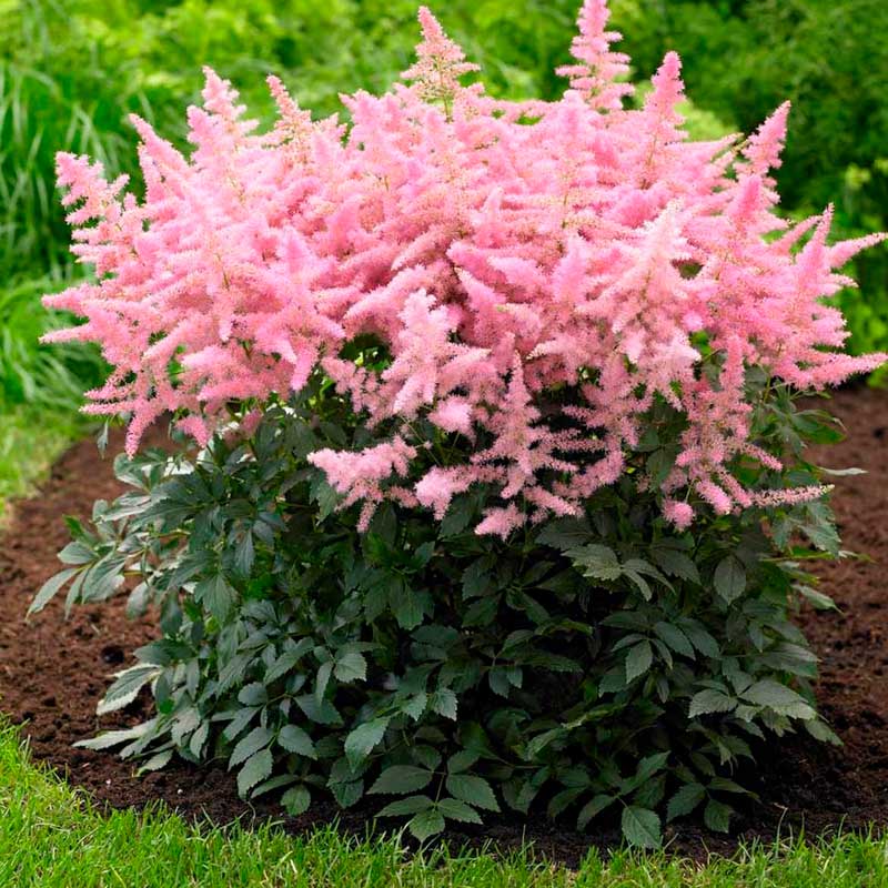 Астильба Арендса "Кантри энд Вестерн" Astilbe Аrendsii "Country and Western" С2/3