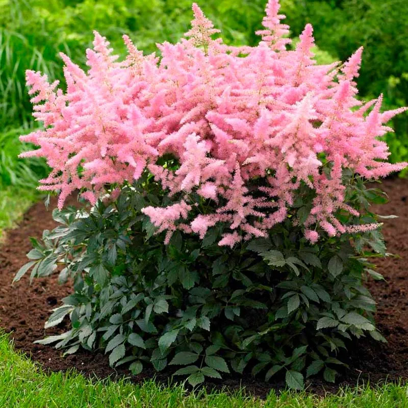 Астильба Арендса "Кантри энд Вестерн" Astilbe Аrendsii "Country and Western"