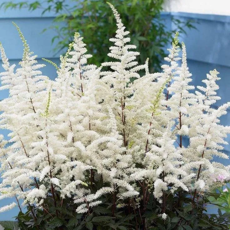 Астильба Арендса "Клоуз Хармони" Astilbe Аrendsii "Close Harmony"