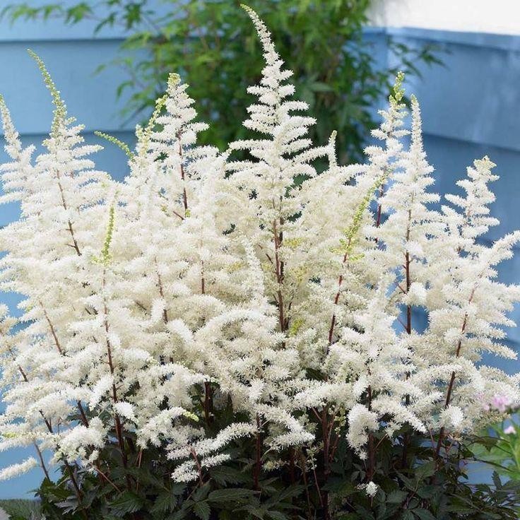 Астильба Арендса "Клоуз Хармони" Astilbe Аrendsii "Close Harmony" С2/3