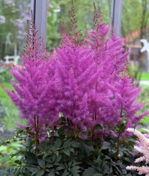 Астильба Арендса "Немо" Astilbe Аrendsii "Nemo" С2/3