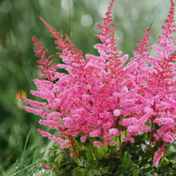 Астильба Арендса "Рэззл Дэззл" Astilbe Аrendsii "Razzle Dazzle"