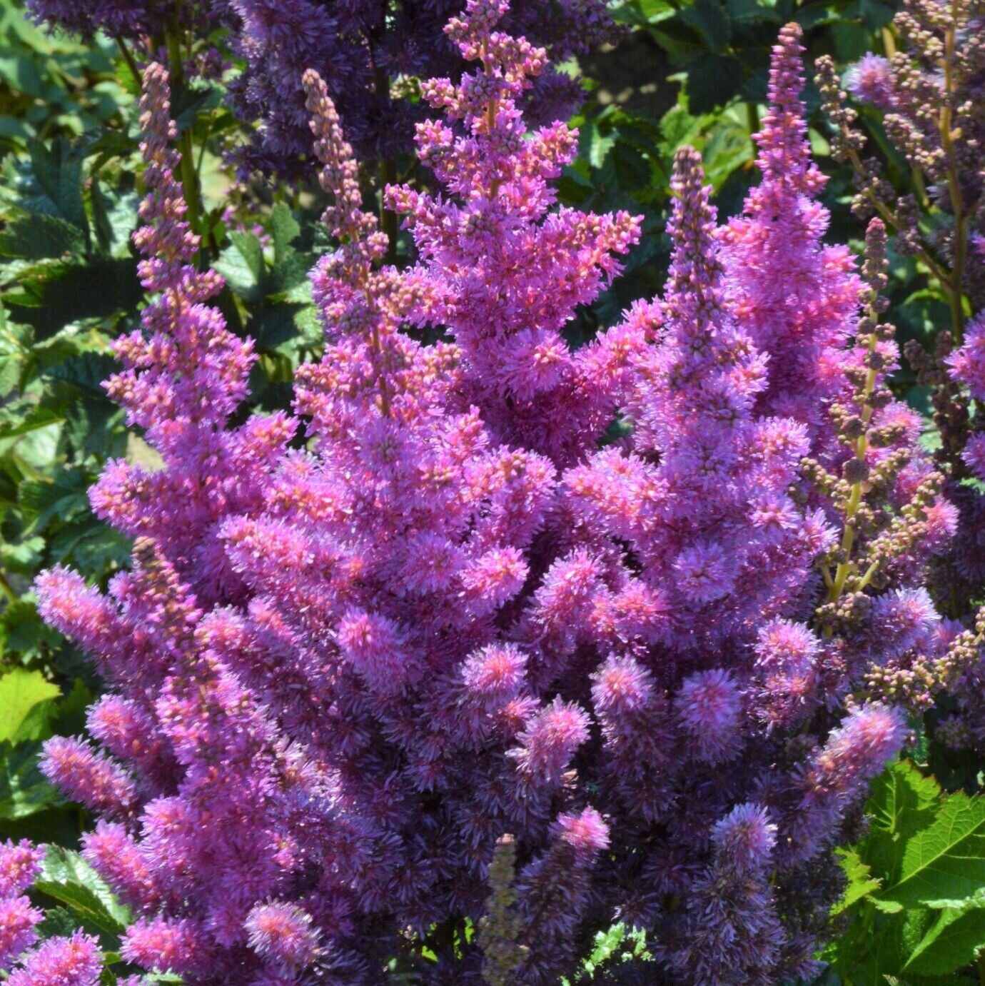 Астильба китайская "Блэк Перлс" Astilbe chinensis "Black Pearls" С2/3