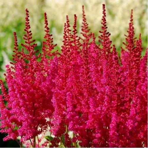 Астильба китайская "Хот Перлз" Astilbe chinensis "Hot Pearls"