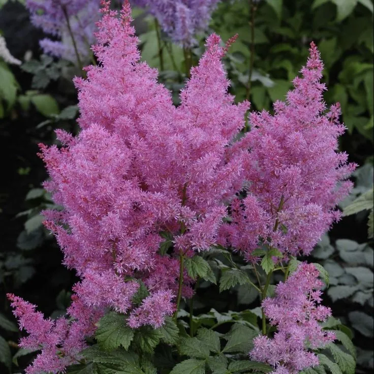 Астильба "Вандерфул Дей" Astilbe "Wonderful Day"