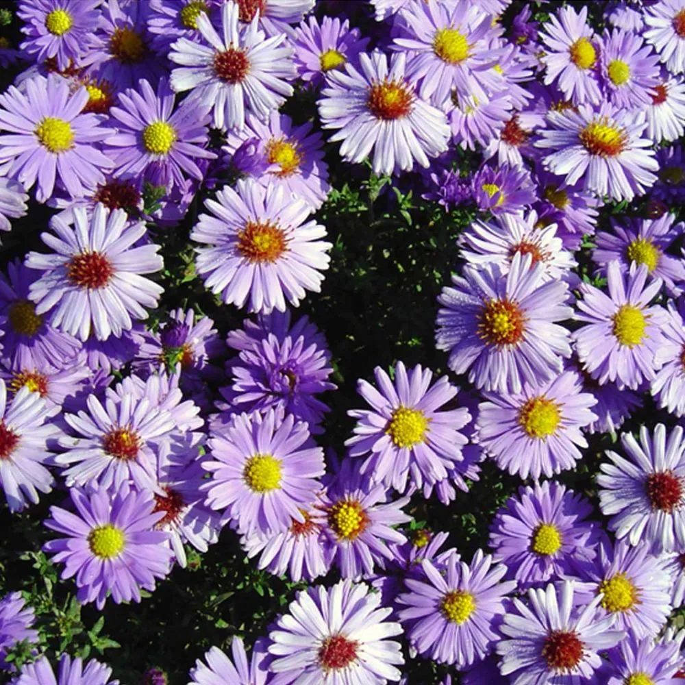 Астра кустарниковая "Мительмеер" Aster dumosus "Mittelmeer"
