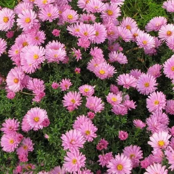 Астра кустарниковая "Розенвихтель" Aster dumosus "Rosenwichte"