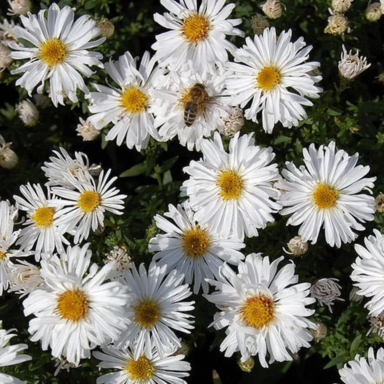 Астра кустарниковая "Сноуспрайт" Aster dumosus "Snowsprite"