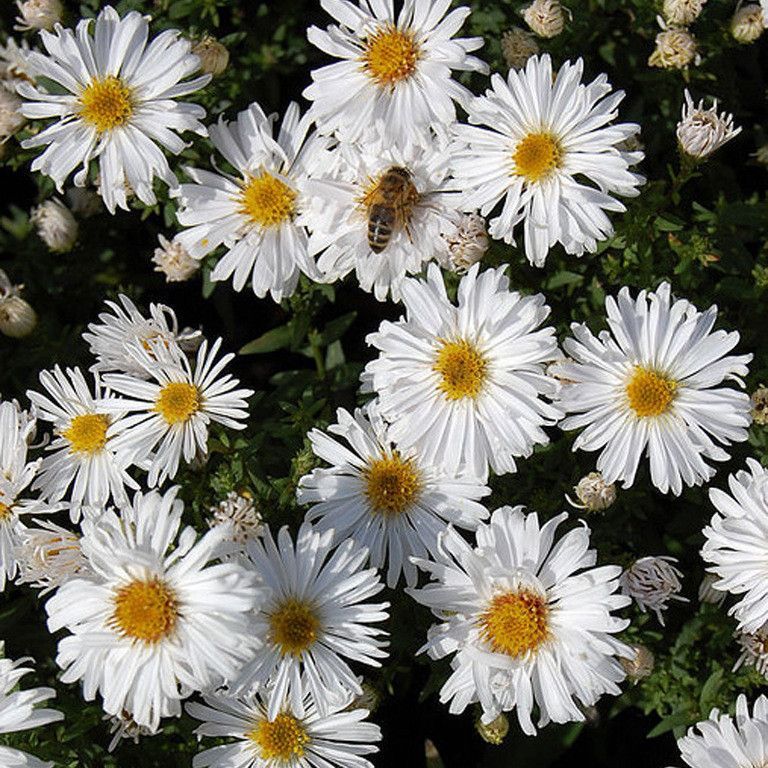 Астра кустарниковая "Сноуспрайт" Aster dumosus "Snowsprite" С2/3