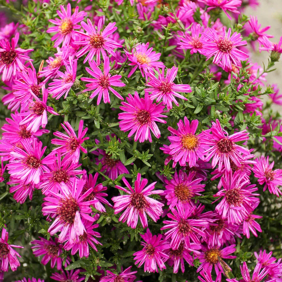 Астра кустарниковая "Старлайт" Aster dumosus "Starlight"