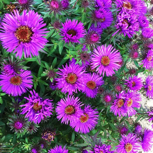 Астра ново-английская "Пёрпл Доум" Aster novae-angliae "Purple Dome"