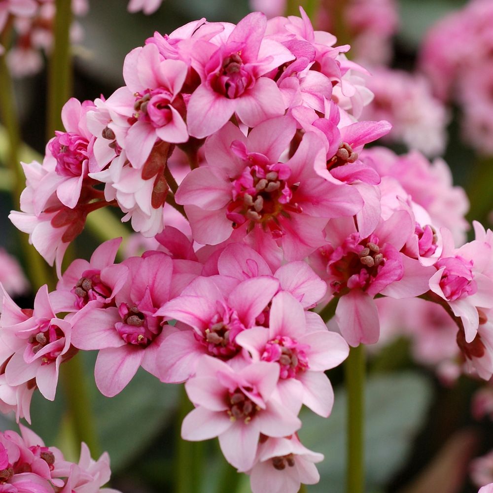 Бадан гибридный «Пинк Драгонфлай» Bergenia hybrid "Pink Dragonfly" С2/3
