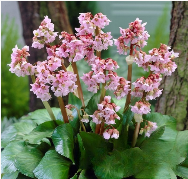 Бадан сердцелистный "Беби Долл" Bergenia cordifolia "Baby Doll" С2/3