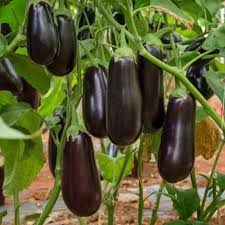 Баклажан "Алмаз" Solanum melongena "Almaz" Р9