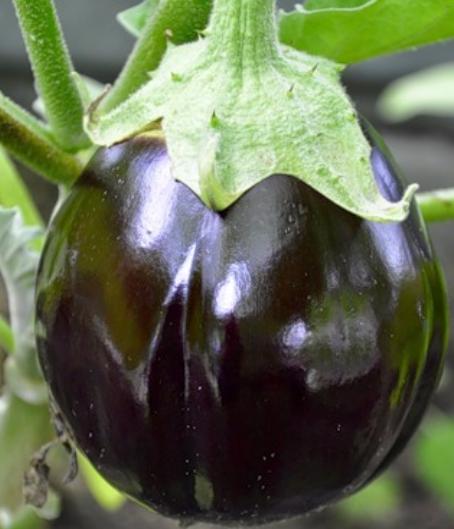 Баклажан "Грибное удовольствие" Solanum melongena "Gribnoye Udovolstviye" Р9